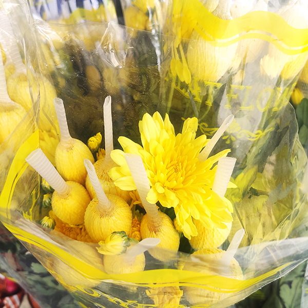 Hoa cúc lưới (vàng)